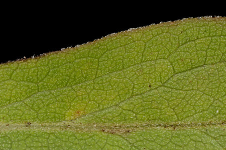 European Goldenrod (Solidago virgaurea). Leaf Detail Closeup