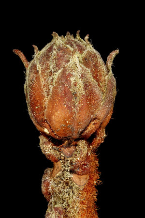 Marsh Labrador Tea (Rhododendron tomentosum). Terminal Floral Bud Closeupの写真素材