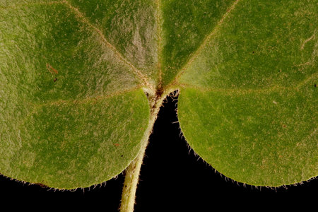Asarabacca (Asarum europaeum). Leaf Detail Closeup