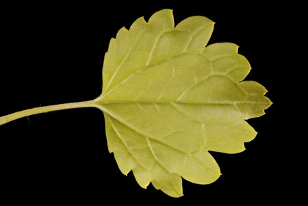 Bells of Ireland (Moluccella laevis). Leaf Closeup