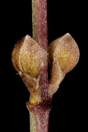 Cornelian Cherry (Cornus mas). Lateral Flower Buds Closeupの写真素材
