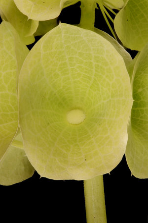 Bells of Ireland (Moluccella laevis). Infundibuliform Calyx Closeup