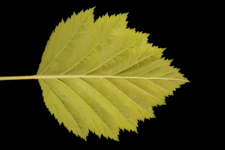 Hairy Cockspurthorn (Crataegus submollis). Leaf Closeupの写真素材
