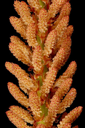 Mountain Pine (Pinus mugo). Pollen Cones Closeupの写真素材