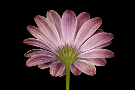 Cape Marguerite (Dimorphotheca ecklonis). Flowering Capitulum Closeupの写真素材