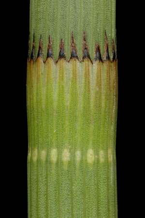 Water Horsetail (Equisetum fluviatile). Leaf Sheath Closeupの写真素材
