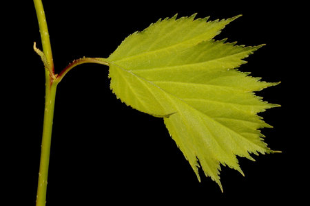 Fan-Leaved Hawthorn (Crataegus flabellata). Leaf and Stipule Closeup