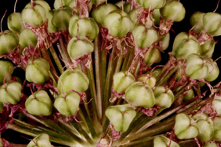 Ornamental Onion (Allium aflatunense). Infructescence Detail Closeupの写真素材