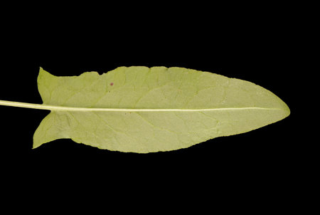 Sorrel (Rumex acetosa). Basal Leaf Closeup