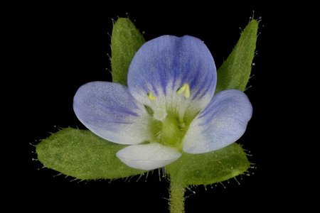 Green Field Speedwell (Veronica agrestis). Flower Closeupの写真素材