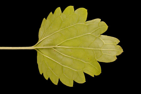 Bells of Ireland (Moluccella laevis). Leaf Closeupの素材 [FY310208594313]