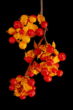 Staff Vine (Celastrus orbiculatus). Infructescence Closeupの素材 [FY310208594573]