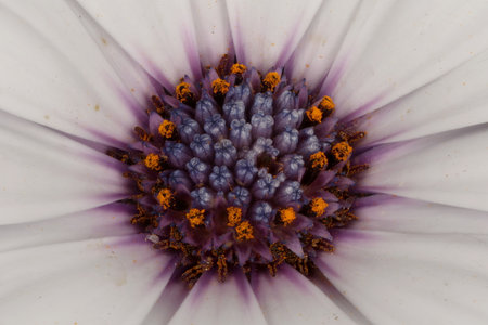 Cape Marguerite (Dimorphotheca ecklonis). Disc Florets Closeupの写真素材
