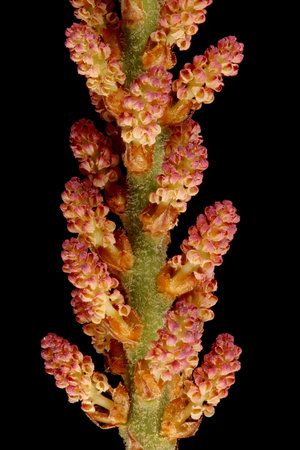 Japanese White Pine (Pinus parviflora 'Glauca'). Pollen Cones Closeupの写真素材
