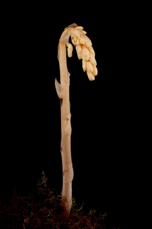 Yellow Bird's-Nest (Monotropa hypopitys). Habitの写真素材
