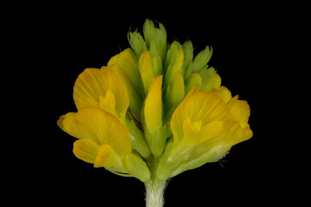 Large Trefoil (Trifolium aureum). Inflorescence Closeupの写真素材