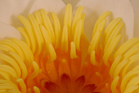 Virtual herbarium of Belarus flora: focus-stacked closeups of wild and cultivated plants, including images of flowers, leaves, and fruits intended as illustrations for botanical manualsの写真素材