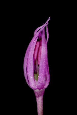 False Rosenbach Onion (Allium rosenorum). Floral Bud Closeupの写真素材