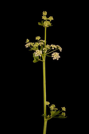 Celery (Apium graveolens). Umbel Closeupの写真素材