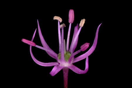 False Rosenbach Onion (Allium rosenorum). Flower Closeupの写真素材