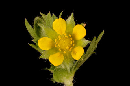 Ternate-Leaved Cinquefoil (Potentilla norvegica). Flower Closeup