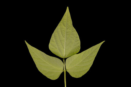 Common Bean (Phaseolus vulgaris). Leaf Closeup