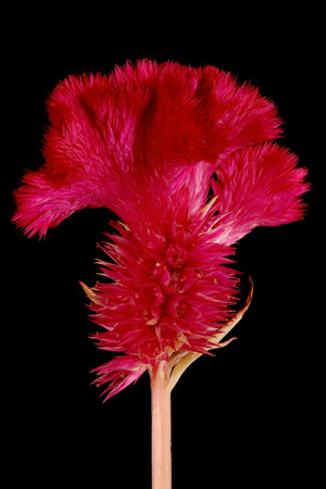 Cockscomb (Celosia argentea var. cristata). Cristate Terminal Spike Closeupの写真素材