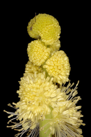 Unbranched Bur-Reed (Sparganium emersum). Flowering Staminate Heads Closeupの写真素材
