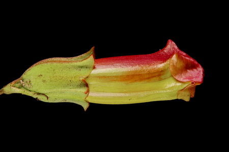 Hardy Gloxinia (Incarvillea delavayi). Floral Bud Closeupの写真素材