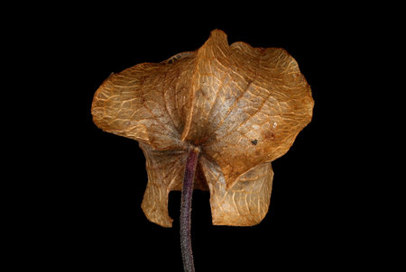 Apple-of-Peru (Nicandra physalodes). Fruiting Calyx Closeup