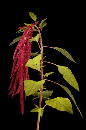 Virtual herbarium of Belarus flora: focus-stacked closeups of wild and cultivated plants, including images of flowers, leaves, and fruits intended as illustrations for botanical manualsの写真素材