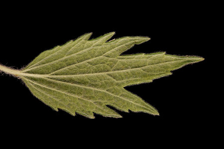 Five-Lobed Motherwort (Leonurus quinquelobatus). Leaf Closeup