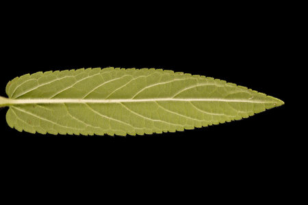 Marsh Woundwort (Stachys palustris). Leaf Closeup