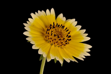 Coastal Tidytips (Layia platyglossa). Flowering Capitulum Closeupの写真素材