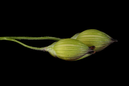 Common Millet (Panicum miliaceum). Immature Spikelets Closeup