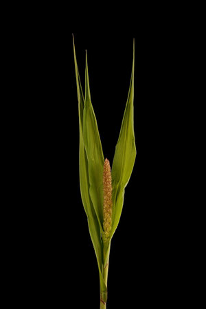 Foxtail Millet (Setaria italica). Emerging Panicle Closeupの写真素材
