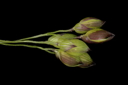 Virtual herbarium of Belarus flora: focus-stacked closeups of wild and cultivated plants, including images of flowers, leaves, and fruits intended as illustrations for botanical manualsの写真素材