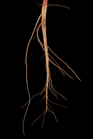 Green Amaranth (Amaranthus viridis). Root Closeupの写真素材