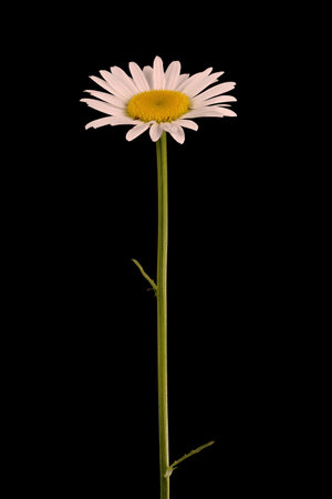 Ox-Eye Daisy (Leucanthemum vulgare). Flowering Stem Closeupの写真素材