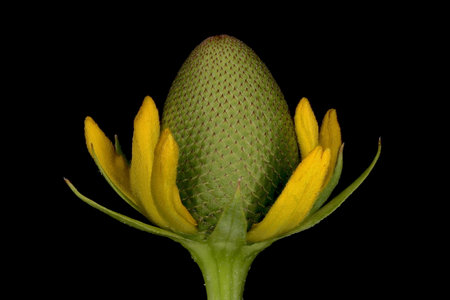 Clasping Coneflower (Rudbeckia amplexicaulis). Budding Capitulum Closeupの写真素材