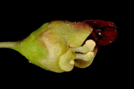 Common Figwort (Scrophularia nodosa). Flower Closeupの写真素材