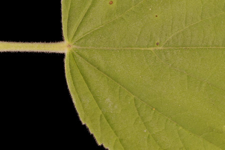 Marsh Mallow (Althaea officinalis). Leaf Detail Closeup