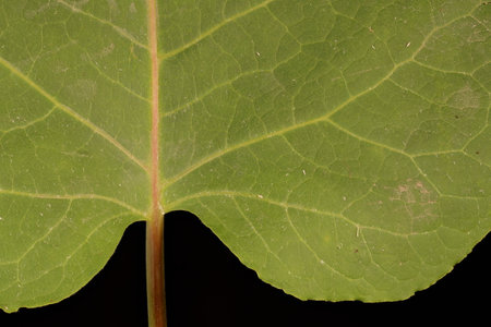 Sakhalin Knotweed (Reynoutria sachalinensis). Leaf Detail Closeup