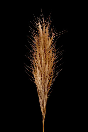 Virtual herbarium of Belarus flora: focus-stacked closeups of wild and cultivated plants, including...