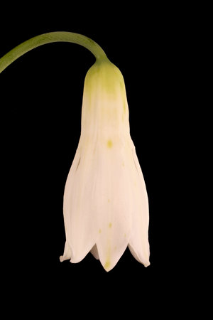 Summer Hyacinth (Ornithogalum candicans). Flower Closeupの写真素材