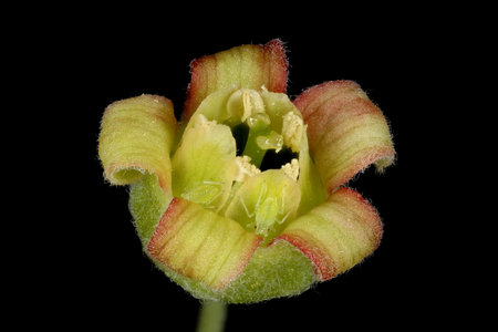 Black Currant (Ribes nigrum). Flower Closeup