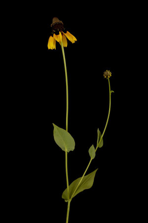 Clasping Coneflower (Rudbeckia amplexicaulis). Habitの写真素材