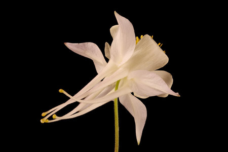 Blue Columbine (Aquilegia coerulea). Flower Closeupの写真素材