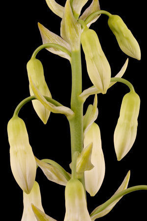 Summer Hyacinth (Ornithogalum candicans). Inflorescence Detail Closeupの写真素材