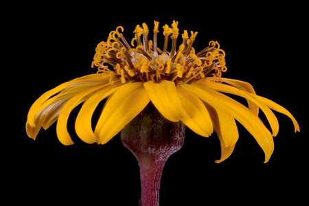 Summer Ragwort (Ligularia dentata). Flowering Capitulum Closeupの写真素材